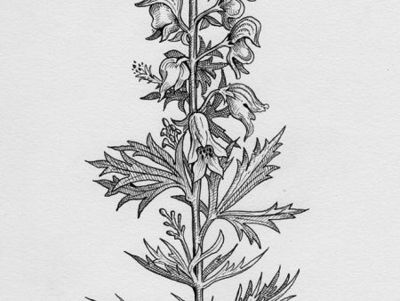 Monkshood (Illustration from The Green Mysteries) Cheap