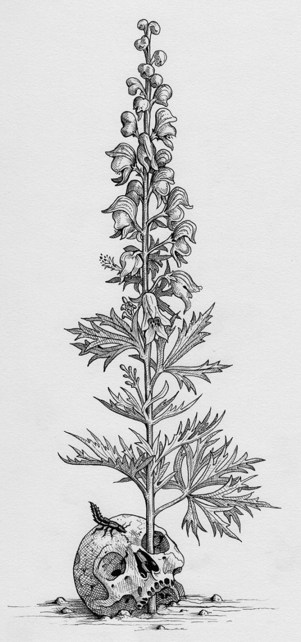 Monkshood (Illustration from The Green Mysteries) Cheap