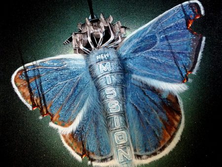 Endangered Mission Blue Butterfly Online now